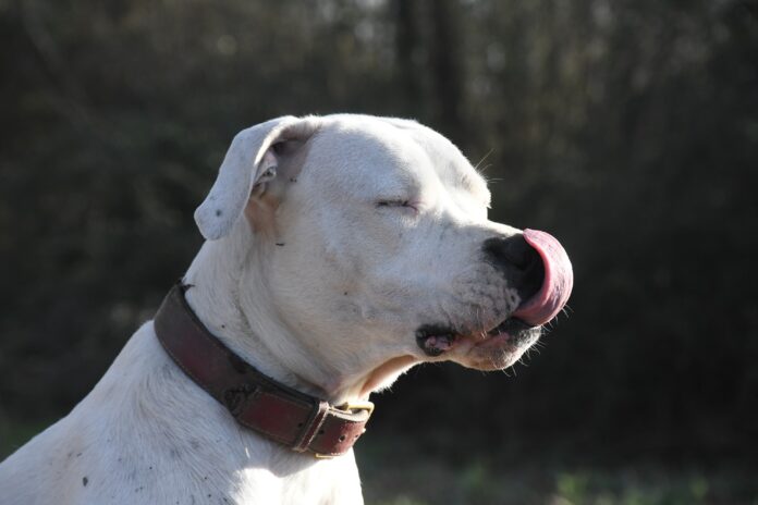 Un chien peut-il détecter la présence d’esprit ?